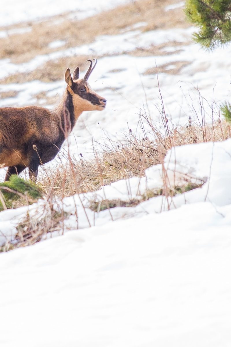 Activité insolite - découverte de la faune sauvage - isard sur paysage neige